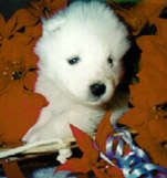 4 weeks old