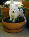 5 weeks old