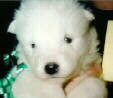 3 weeks old