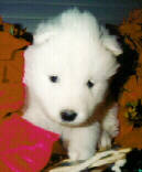 4 weeks old