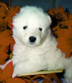 4 weeks old