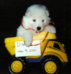 5 weeks old