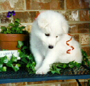 6 weeks old