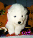 4 weeks old