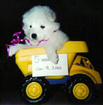 5 weeks old
