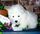 6 weeks old