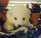 4 weeks old