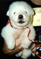 3 weeks old