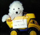 5 weeks old