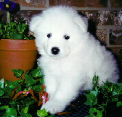 6 weeks old